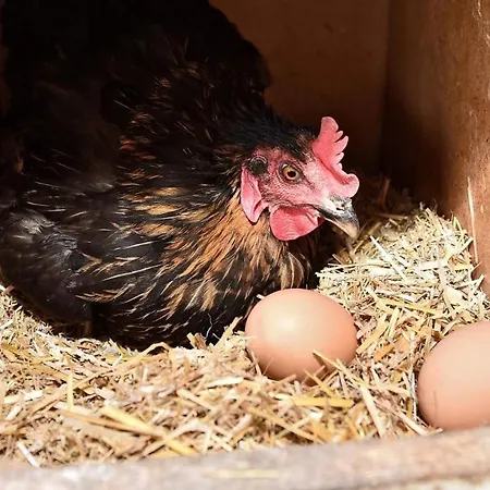 Ranczo Annabella ファームステイ *