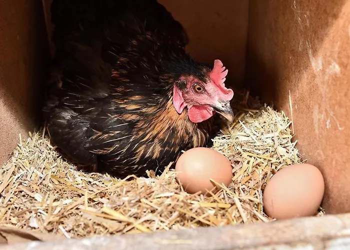 Ranczo Annabella Alojamento de Turismo Rural *